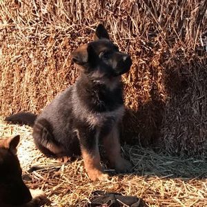 Meet your Posher, Patrick